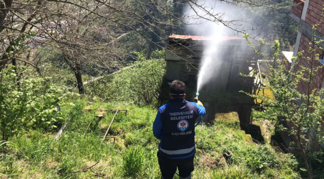 Trabzon’da Kahverengi Kokarca ile Mücadele Devam Ediyor: Tarım Ürünleri Tehdit Altında