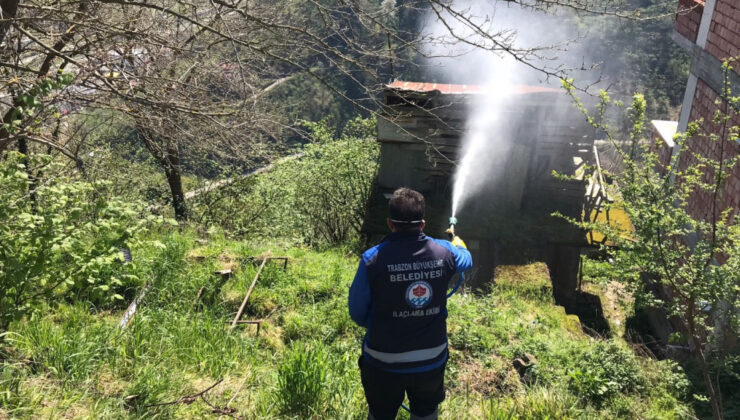 Trabzon’da Kahverengi Kokarca ile Mücadele Devam Ediyor: Tarım Ürünleri Tehdit Altında