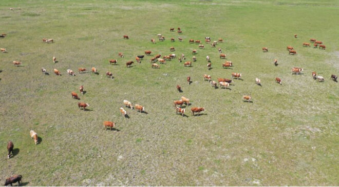 Tarım Bakanlığı’ndan Kars Ani Köyü Mera Kullanımı Açıklaması: Yasak Yok, Koruma Çalışması Var