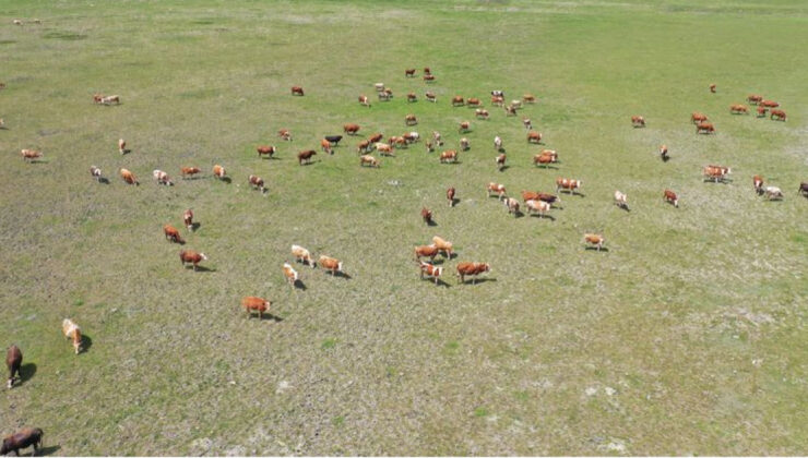 Tarım Bakanlığı’ndan Kars Ani Köyü Mera Kullanımı Açıklaması: Yasak Yok, Koruma Çalışması Var