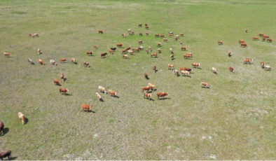 Tarım Bakanlığı’ndan Kars Ani Köyü Mera Yasağı İddialarına Düzeltme: Amaç Meraları Korumak