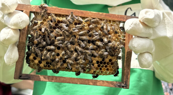 Artvin Balı Çalıştayı’nda Arıcılığın Geleceği Konuşuldu: Türkiye, Yerli Arı Irkını Koruma Konusunda Öncü