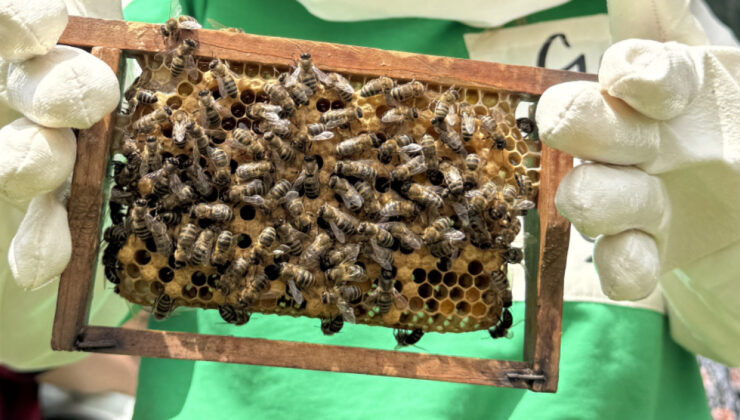 Artvin Balı Çalıştayı’nda Arıcılığın Geleceği Konuşuldu: Türkiye, Yerli Arı Irkını Koruma Konusunda Öncü