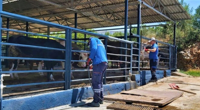 Muğla’da Şap Hastalığı Kontrol Altında: Bayır Hayvan Pazarı Yeniden Açılıyor