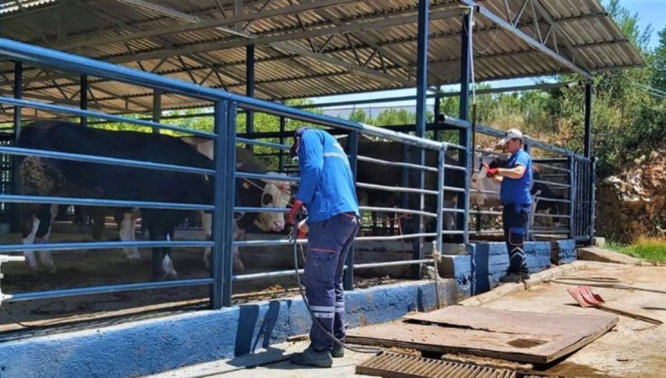 Muğla’da Şap Hastalığı Kontrol Altında: Bayır Hayvan Pazarı Yeniden Açılıyor