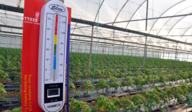 Zirai Don Riskine Karşı Bakanlıktan Sahada Teknik Destek ve Üreticilere Yönlendirme