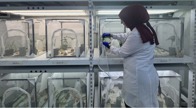 Kahverengi Kokarcaya Karşı Biyolojik Savaş: 40 İlde 1.6 Milyon Samuray Arısı Doğaya Salınacak