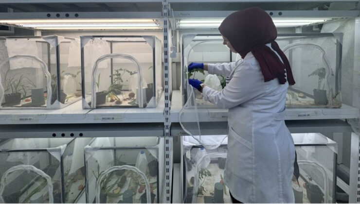 Kahverengi Kokarcaya Karşı Biyolojik Savaş: 40 İlde 1.6 Milyon Samuray Arısı Doğaya Salınacak