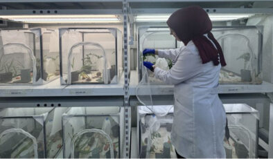 Kahverengi Kokarcayla Mücadele: 40 İlde 1.65 Milyon Samuray Arısı Doğaya Salınacak