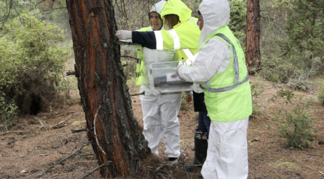 Sinop’ta Ormanlar Korunuyor: Çam Kese Zararlısına Karşı Biyolojik Mücadele Devam Ediyor