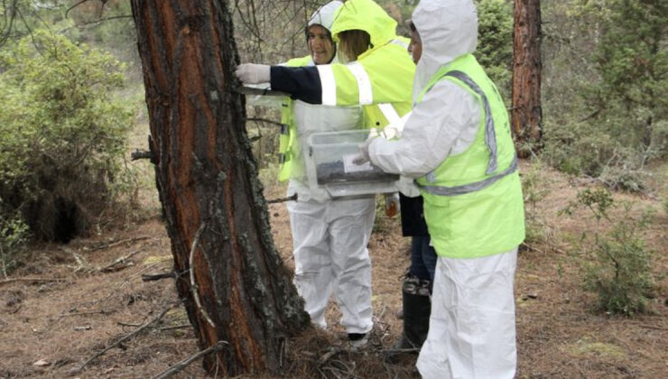 Sinop’ta Ormanlar Korunuyor: Çam Kese Zararlısına Karşı Biyolojik Mücadele Devam Ediyor