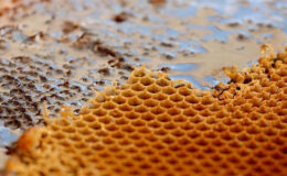 Türk Balı Yılın İlk Çeyreğinde 31 Ülkenin Sofrasında: İhracat 9 Milyon Doları Aştı