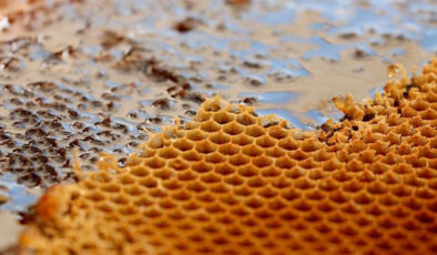 Türk Balı Yılın İlk Çeyreğinde 31 Ülkenin Sofrasında: İhracat 9 Milyon Doları Aştı