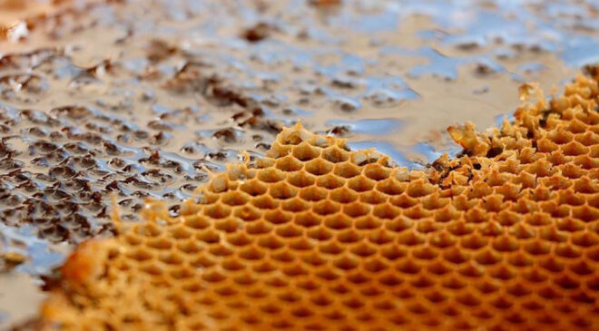 Türk Balı Yılın İlk Çeyreğinde 31 Ülkenin Sofrasında: İhracat 9 Milyon Doları Aştı