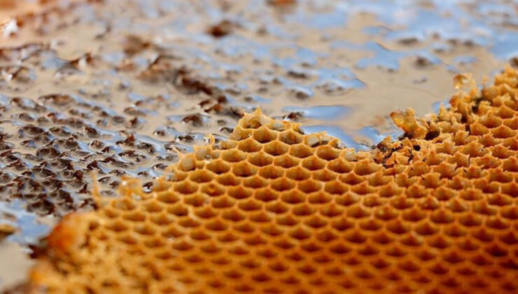 Türk Balı Yılın İlk Çeyreğinde 31 Ülkenin Sofrasında: İhracat 9 Milyon Doları Aştı