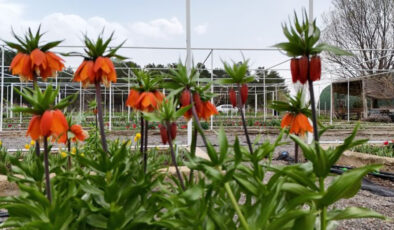 Erzincan’da Ters Laleler Koruma Altında: 38 Farklı Tür ve Melez Çeşit Adayları Geliştirildi