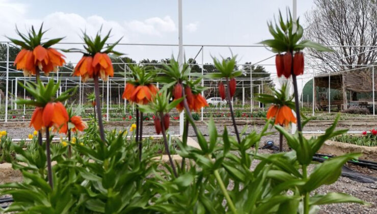 Erzincan’da Ters Laleler Koruma Altında: 38 Farklı Tür ve Melez Çeşit Adayları Geliştirildi