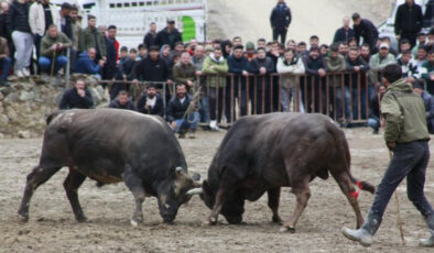 Yusufeli’nde 31. Geleneksel Boğa Güreşleri Heyecanı Sona Erdi: 10 Bin Kişi Festivalde Buluştu