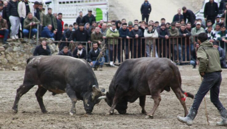 Yusufeli’nde 31. Geleneksel Boğa Güreşleri Heyecanı Sona Erdi: 10 Bin Kişi Festivalde Buluştu