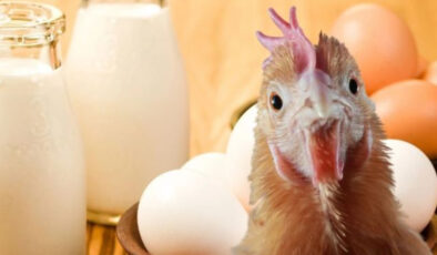 TÜİK Verileri: Şubat 2026’da Kümes Hayvancılığı ve Süt Üretiminde Düşüş