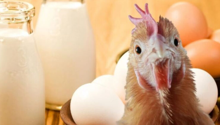 TÜİK Verileri: Şubat 2026’da Kümes Hayvancılığı ve Süt Üretiminde Düşüş