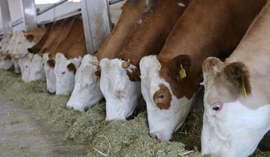 Kastamonu Hayvancılıkta Dev Adım: 784 Milyon Liralık Besi Organize Tarım Bölgesi Yükseliyor