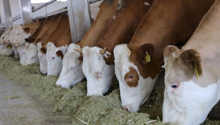 Kastamonu Hayvancılıkta Dev Adım: 784 Milyon Liralık Besi Organize Tarım Bölgesi Yükseliyor