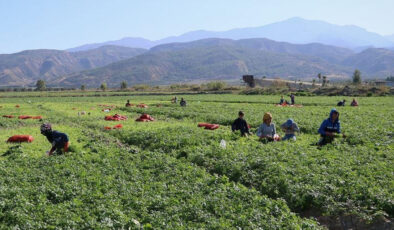 Mevsimlik İşçilerin Yasal Hakları: İzin, Tazminat ve Çalışma Koşulları