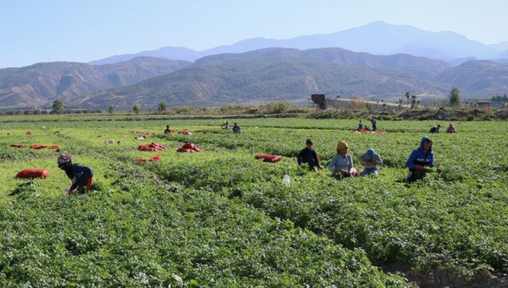 Mevsimlik İşçilerin Yasal Hakları: İzin, Tazminat ve Çalışma Koşulları