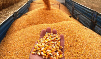 Mısır İthalatında Tarife Kontenjanı Açıldı: Gümrük Vergisi %5 Olacak