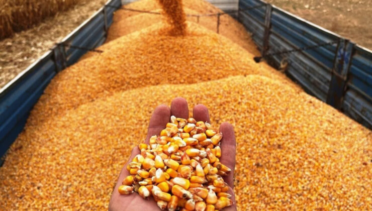 Mısır İthalatında Tarife Kontenjanı Açıldı: Gümrük Vergisi %5 Olacak