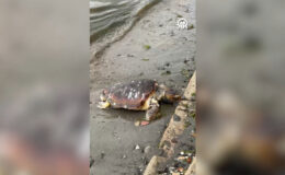 Tekirdağ Sahilinde Acı Son: Caretta Caretta Ölü Bulundu, Ataşehir’de Rüşvet Operasyonu Devam Ediyor