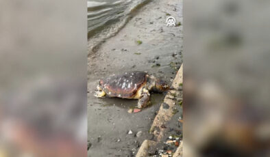 Tekirdağ Sahilinde Acı Son: Ölü Caretta Caretta Bulundu ve Ataşehir’de Rüşvet Operasyonu