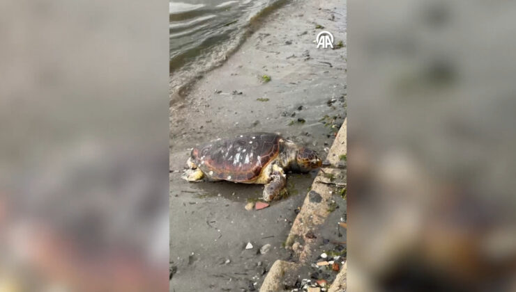 Tekirdağ Sahilinde Acı Son: Ölü Caretta Caretta Bulundu ve Ataşehir’de Rüşvet Operasyonu
