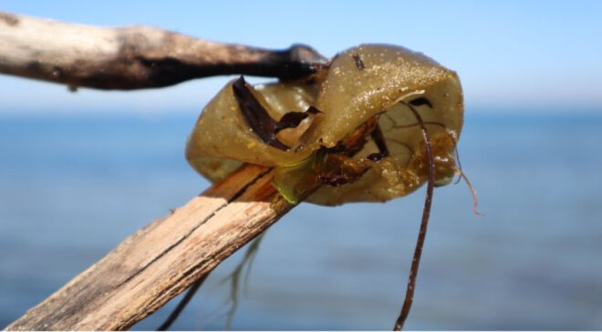 Yalova Sahillerinde ‘İstiridye Hırsızı’ Tehlikesi: İstilacı Yosun Türü Yayılıyor