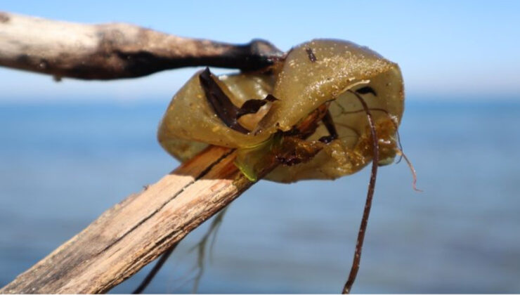 Yalova Sahillerinde ‘İstiridye Hırsızı’ Tehlikesi: İstilacı Yosun Türü Yayılıyor
