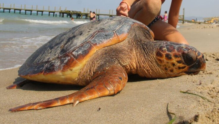 Deniz Kaplumbağaları Tehlike Altında: Kuşadası ve Kaş’ta Karaya Vurma Vakaları Artıyor