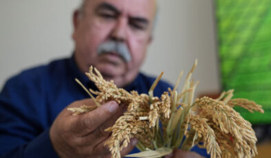 Çeltiğin Babası’ndan Yeni Çeltik Çeşitleri: Kuraklığa ve Hastalıklara Dayanıklı Üç Yeni Tür