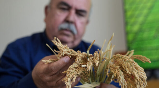 Çeltiğin Babası’ndan Yeni Çeltik Çeşitleri: Kuraklığa ve Hastalıklara Dayanıklı Üç Yeni Tür