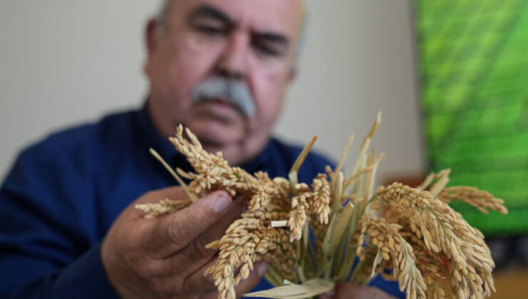 Çeltiğin Babası’ndan Yeni Çeltik Çeşitleri: Kuraklığa ve Hastalıklara Dayanıklı Üç Yeni Tür