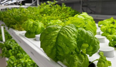 İstanbul’da Yerin 30 Metre Altında Tarım: Dünyanın En Derin Tarım Merkezi