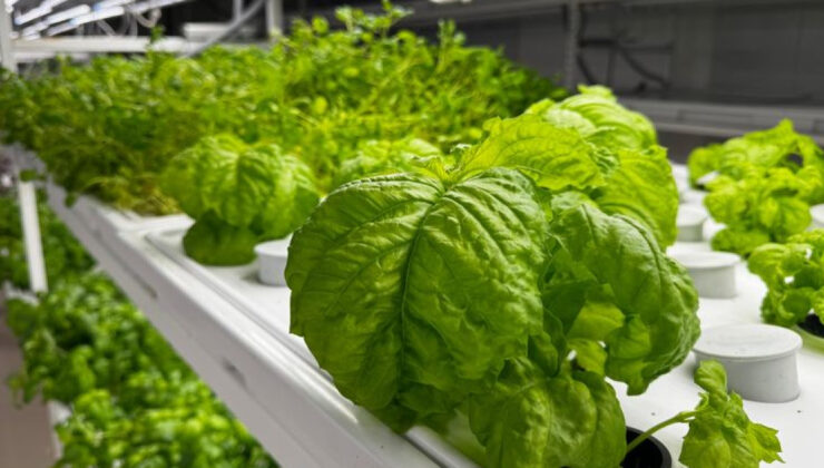 İstanbul’da Yerin 30 Metre Altında Tarım: Dünyanın En Derin Tarım Merkezi