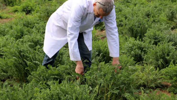 İklim Değişikliğine Uyumlu ‘NKÜ Efsane’ Korunga Çeşidi Geliştirildi