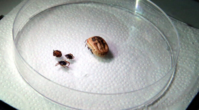 Tokat’ta Kene Kaybı: KKKA Teşhisi Konulan 21 Yaşındaki Genç Hayatını Kaybetti