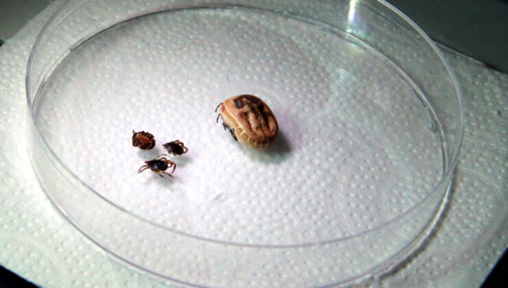 Tokat’ta Kene Kaybı: KKKA Teşhisi Konulan 21 Yaşındaki Genç Hayatını Kaybetti