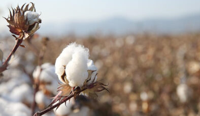 ABD/İsrail-İran Gerilimi Pamuk Fiyatlarını Yükseltti: Tekstil Sektörü Doğal Pamuğa Yöneliyor