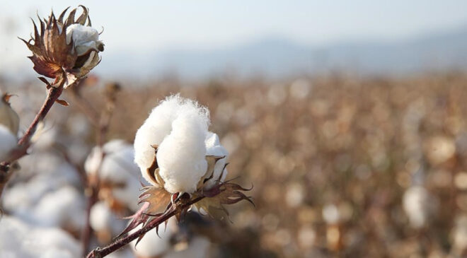 ABD/İsrail-İran Gerilimi Pamuk Fiyatlarını Yükseltti: Tekstil Sektörü Doğal Pamuğa Yöneliyor