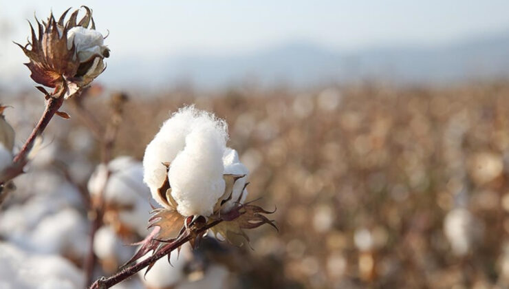 ABD/İsrail-İran Gerilimi Pamuk Fiyatlarını Yükseltti: Tekstil Sektörü Doğal Pamuğa Yöneliyor