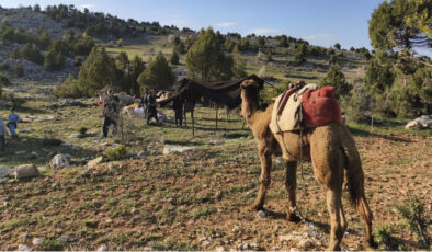 Sarıkeçili Yörüklerin Yaz Yurdu Göçü Başladı: Yüzlerce Yıllık Gelenek Devam Ediyor