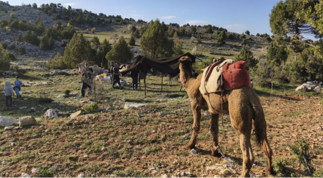 Sarıkeçili Yörüklerin Yaz Yurdu Göçü Başladı: Yüzlerce Yıllık Gelenek Devam Ediyor
